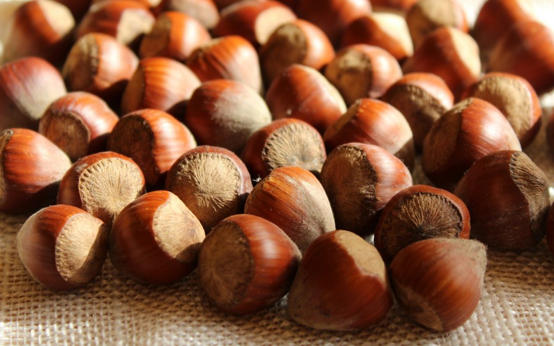 Everything You Need To Know About Hazelnuts