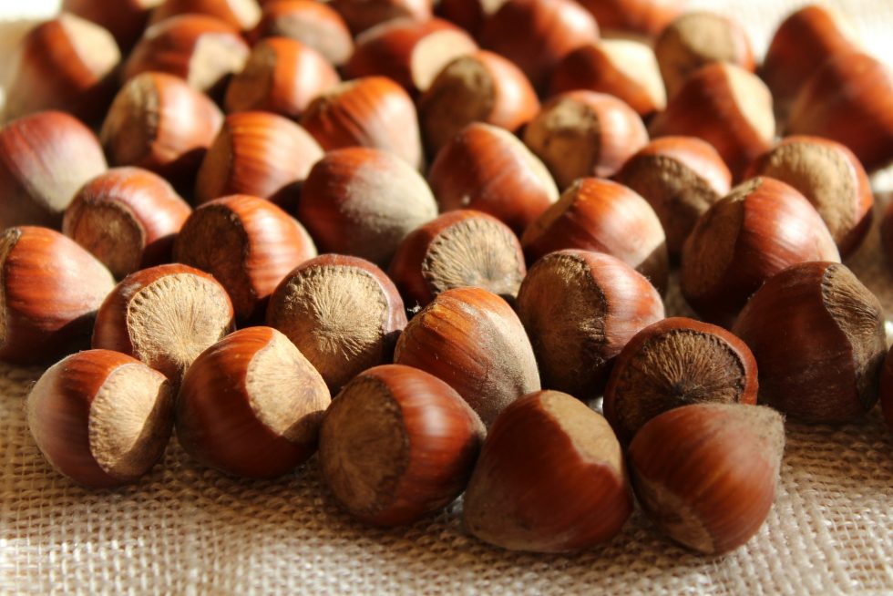 Everything You Need To Know About Hazelnuts Meraki Cacao